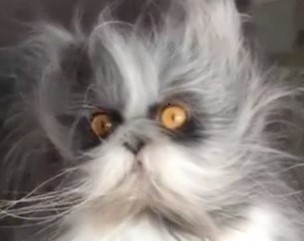 Click image for larger version

Name:	crazy cat avatar.jpg
Views:	1
Size:	14.3 KB
ID:	544