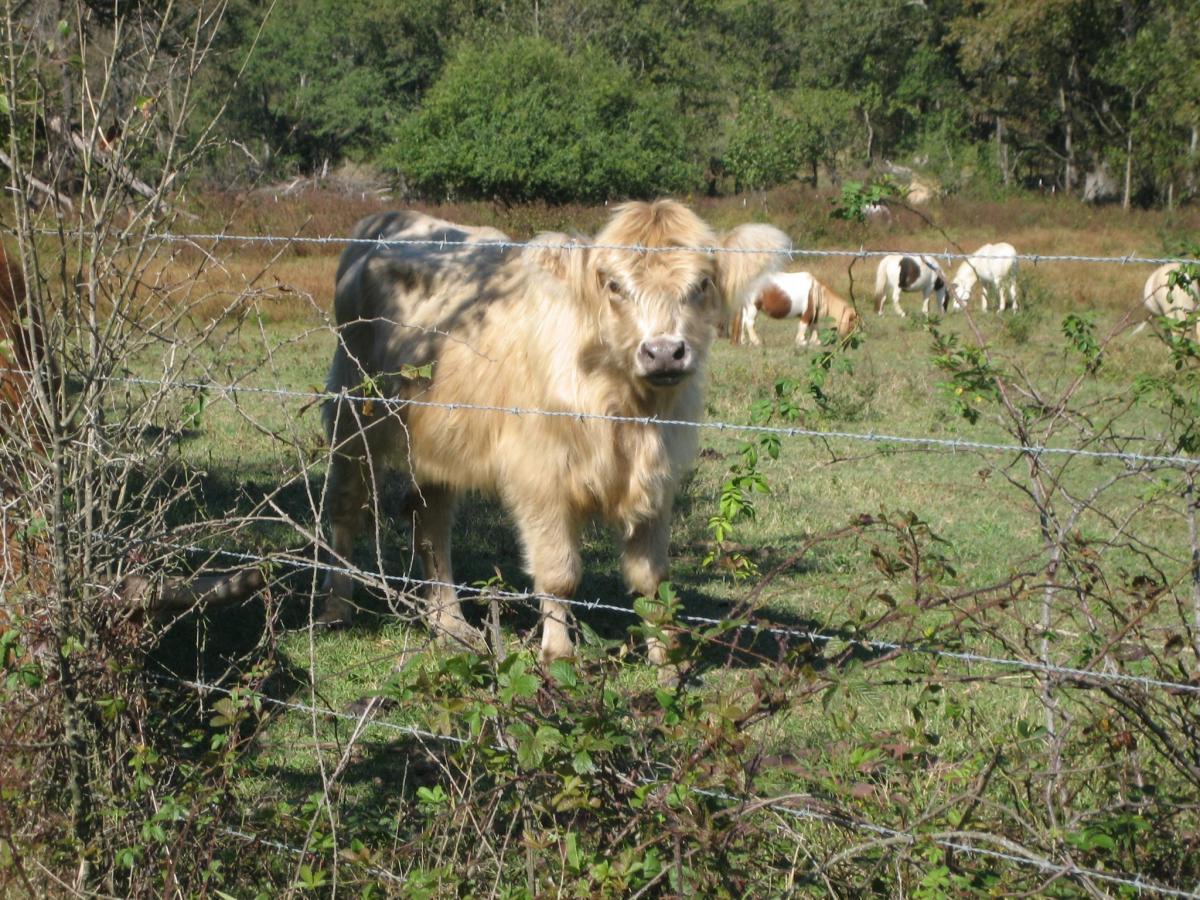 Click image for larger version

Name:	IMG_3170.JPG
Views:	3
Size:	239.8 KB
ID:	13147