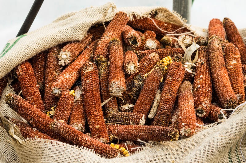 Click image for larger version

Name:	corn-cobs-shelled-corn-dried-to-remove-kernals-41077920.jpg
Views:	1
Size:	203.0 KB
ID:	18577