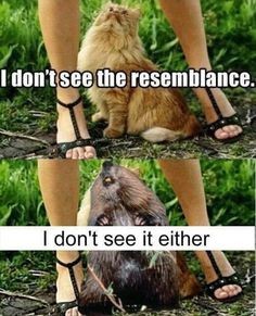 Click image for larger version

Name:	73bce72e73f9c6478a2a88e9b9fa737b--beavers-so-funny.jpg
Views:	1
Size:	32.6 KB
ID:	23114