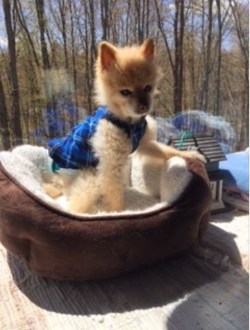 Click image for larger version

Name:	Charlie @ 17.JPG
Views:	1
Size:	42.2 KB
ID:	25988