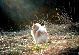 Click image for larger version

Name:	Charlie Passing On.JPG
Views:	1
Size:	281.0 KB
ID:	26418