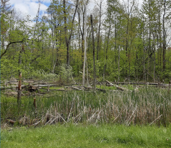 Click image for larger version  Name:	ACGT (4).PNG Views:	1 Size:	746.4 KB ID:	33191