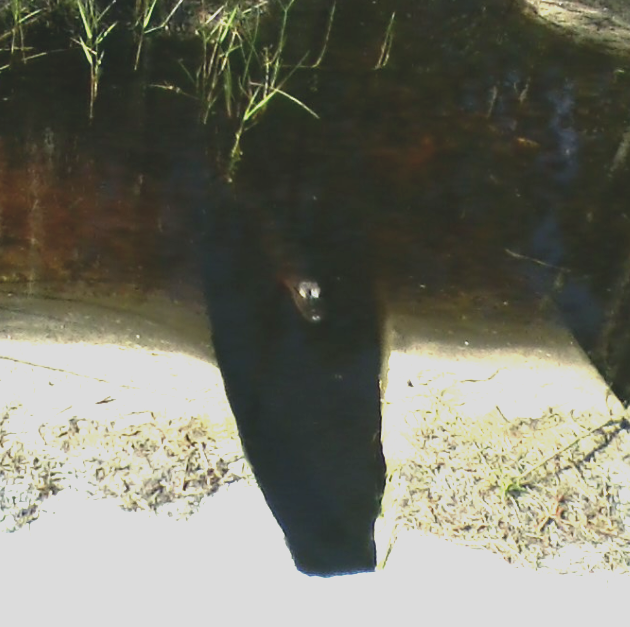 Click image for larger version

Name:	Gator.png
Views:	1
Size:	419.6 KB
ID:	39388