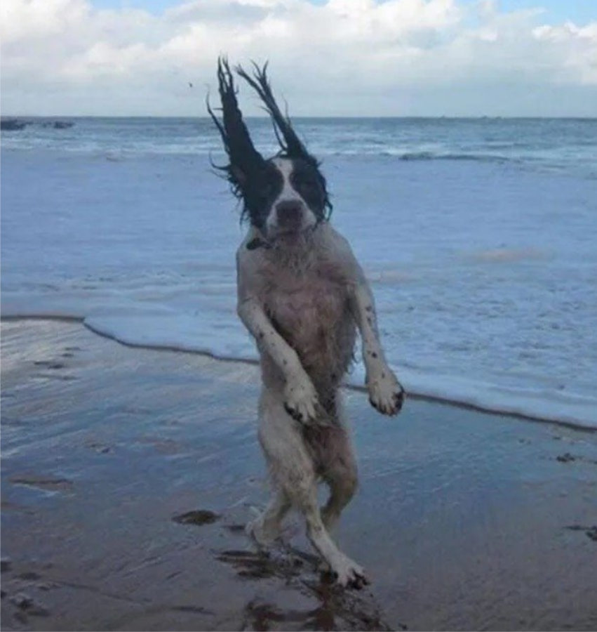 Click image for larger version  Name:	beach dog 2.png Views:	1 Size:	750.7 KB ID:	44566