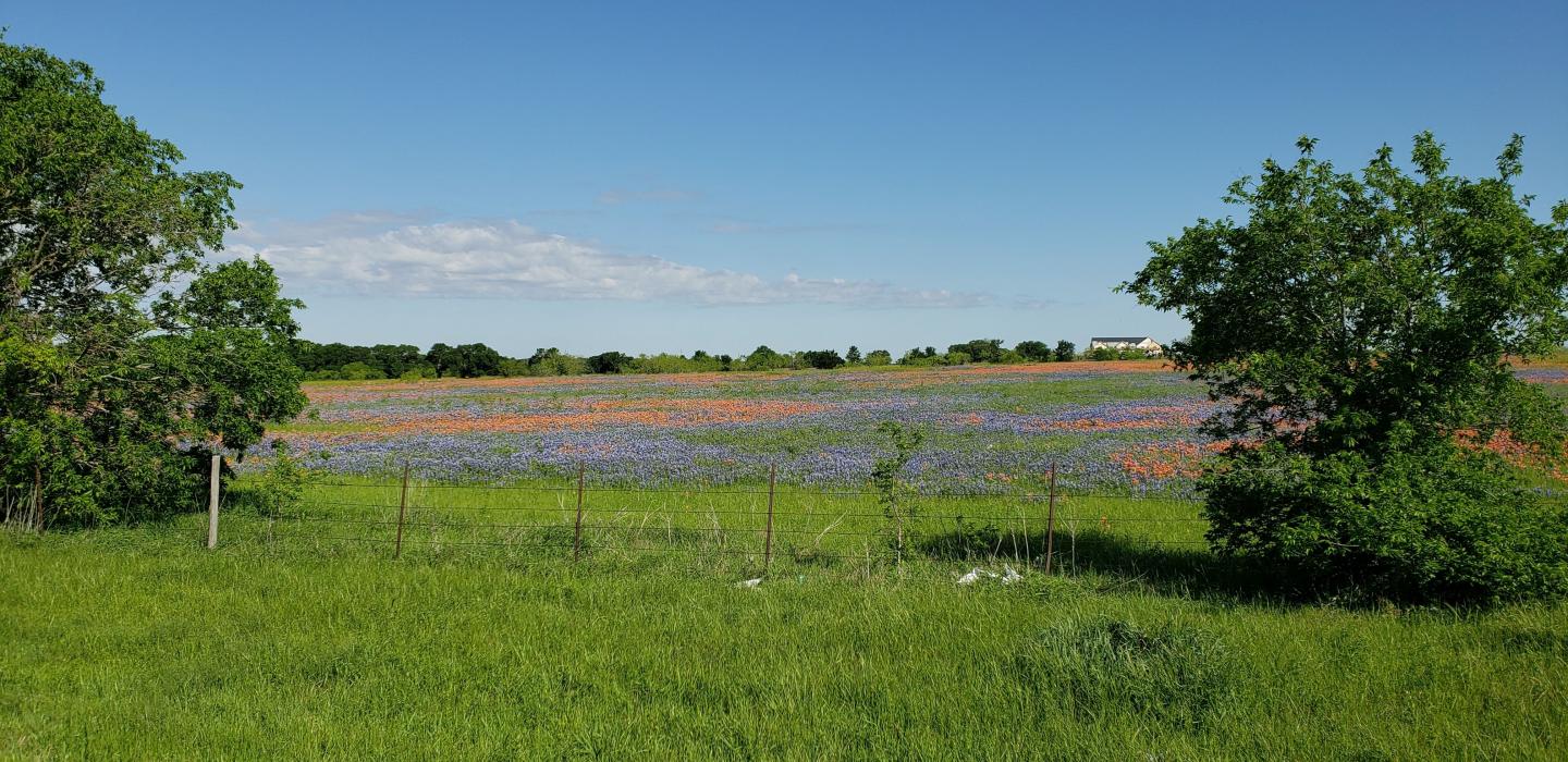 Click image for larger version

Name:	wildflowerstrp.jpg
Views:	1
Size:	231.5 KB
ID:	47466