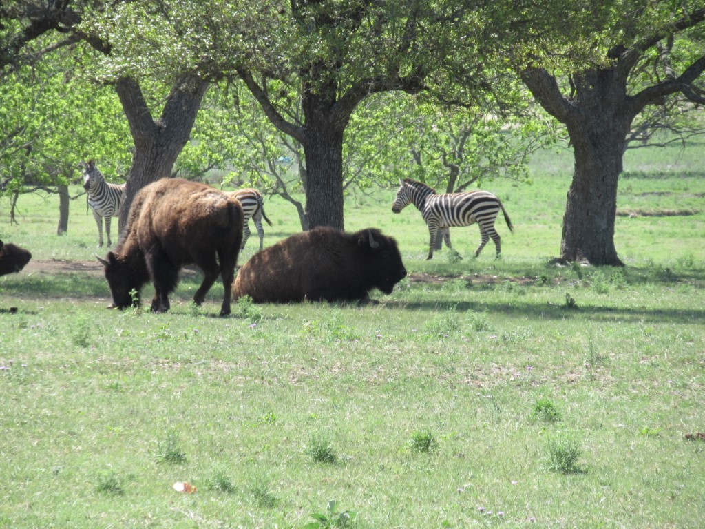 Click image for larger version

Name:	Camp Verde (1).JPG
Views:	1
Size:	300.1 KB
ID:	47641