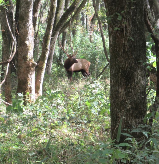 Click image for larger version  Name:	Elk.jpg Views:	1 Size:	123.7 KB ID:	51980