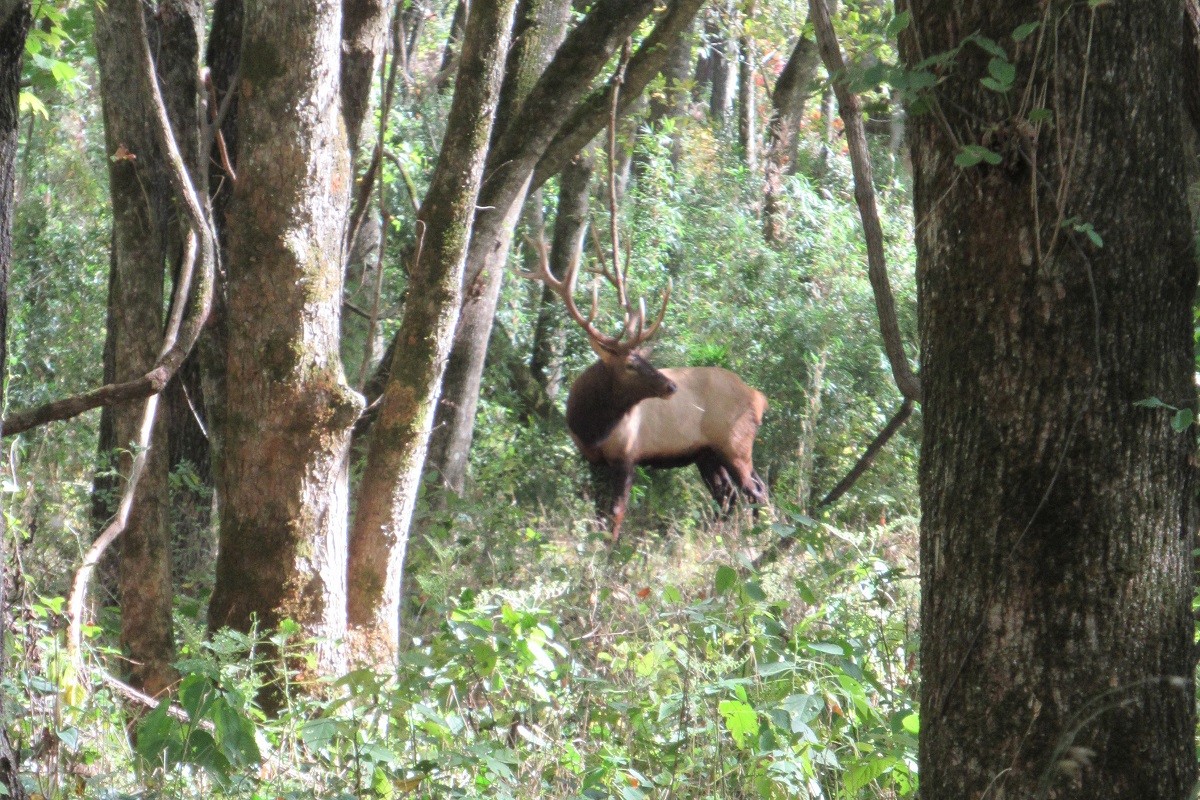 Click image for larger version

Name:	Elk Crop.JPG
Views:	1
Size:	413.8 KB
ID:	51983