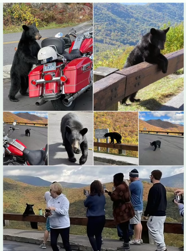 Click image for larger version

Name:	Screenshot 2023-11-01 2.03.45 PM.png
Views:	1
Size:	873.6 KB
ID:	52177