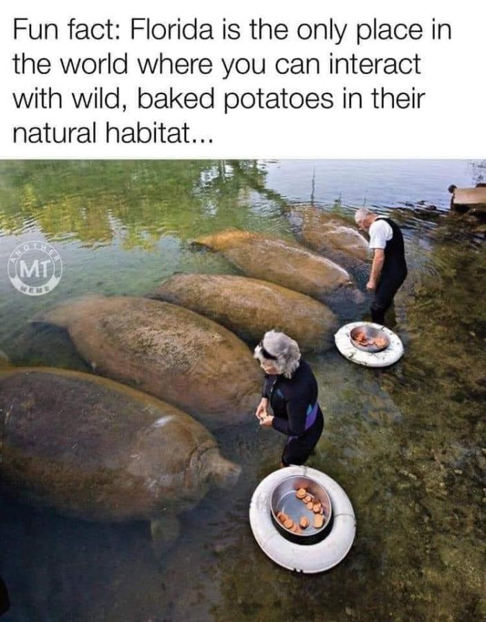 Click image for larger version

Name:	Florida potatos.jpg
Views:	1
Size:	91.4 KB
ID:	52840