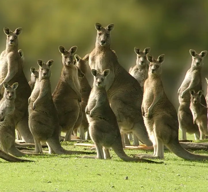 Click image for larger version

Name:	12 kangaroos.png
Views:	2
Size:	671.4 KB
ID:	57491