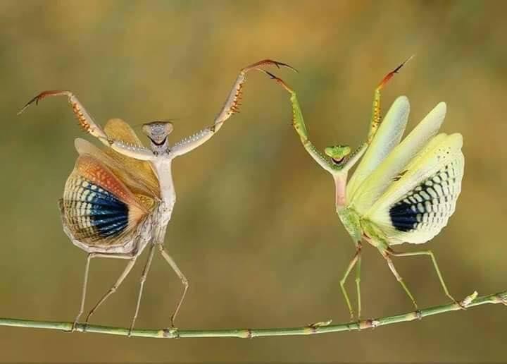 Click image for larger version

Name:	bugs.jpg
Views:	1
Size:	38.1 KB
ID:	60684