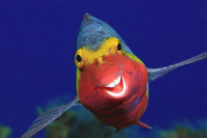 Click image for larger version

Name:	smile.jpg
Views:	1
Size:	57.6 KB
ID:	60889
