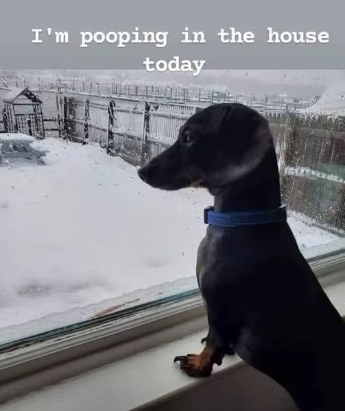 Click image for larger version

Name:	pooping in the house.jpg
Views:	1
Size:	45.7 KB
ID:	62910