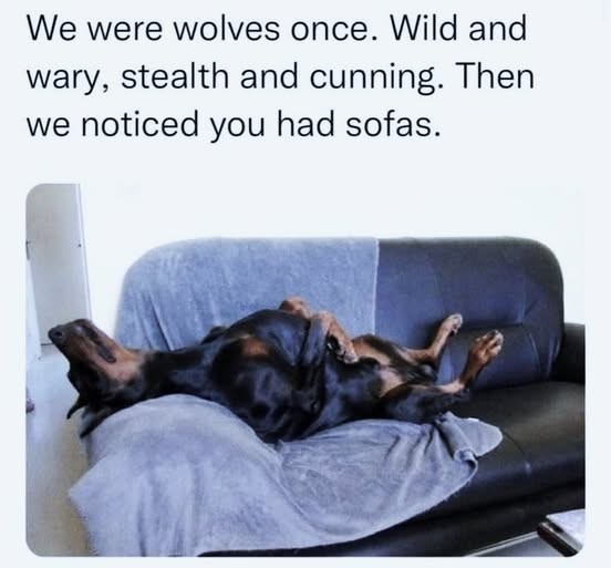 Click image for larger version

Name:	wolves.jpg
Views:	1
Size:	47.3 KB
ID:	63452