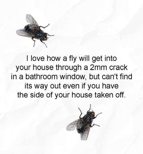 Click image for larger version

Name:	fly.jpg
Views:	1
Size:	38.2 KB
ID:	66136