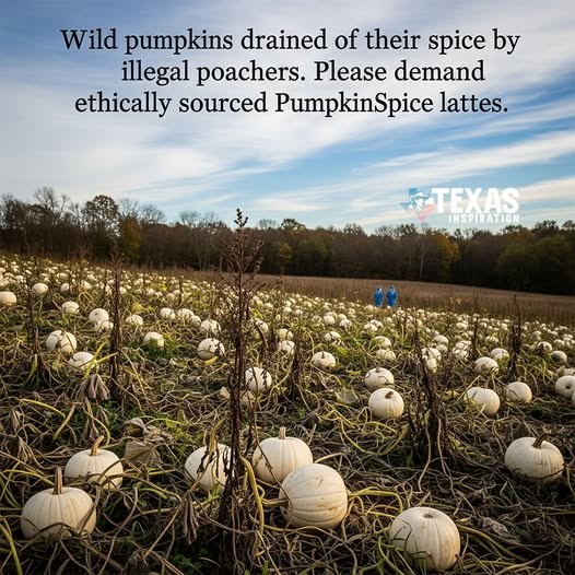 Click image for larger version

Name:	pumpkin lattes.jpg
Views:	1
Size:	108.8 KB
ID:	66975