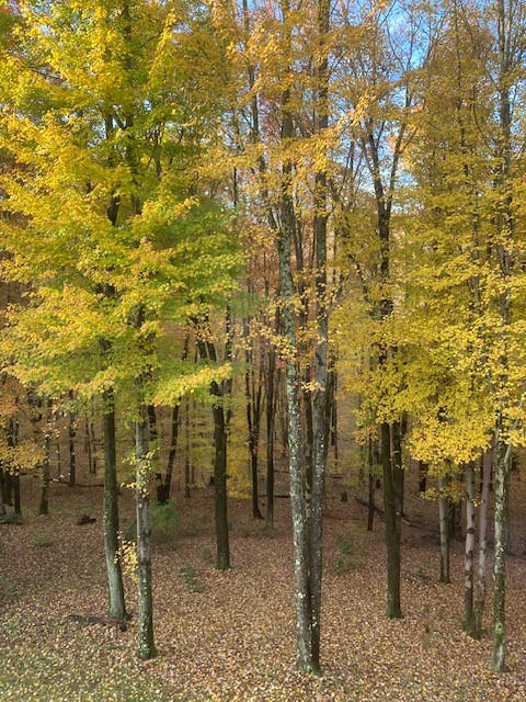Click image for larger version

Name:	Backyard, Fall, 2025.jpg
Views:	1
Size:	175.4 KB
ID:	67602