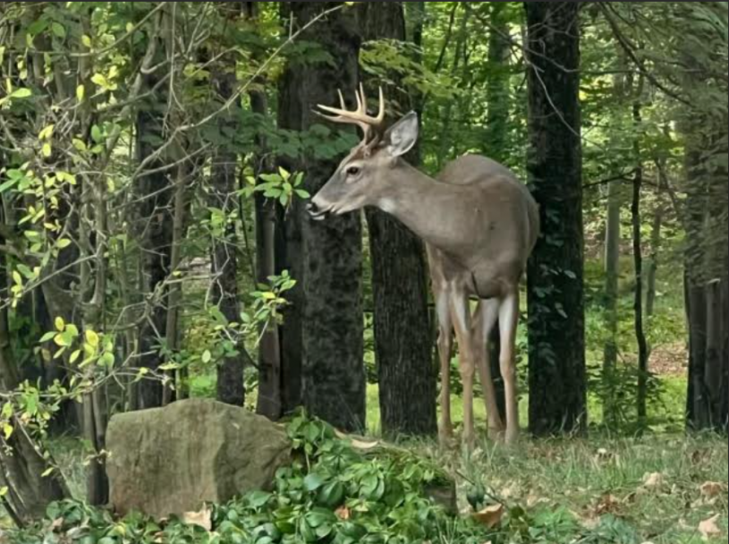 Click image for larger version  Name:	Buck, Front Yard, Late Summer, 2025.png Views:	1 Size:	885.3 KB ID:	67626