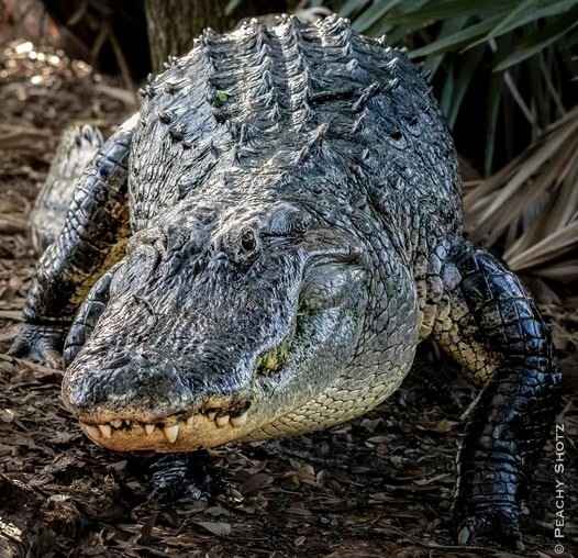 Click image for larger version

Name:	Gator.jpg
Views:	1
Size:	110.7 KB
ID:	67911