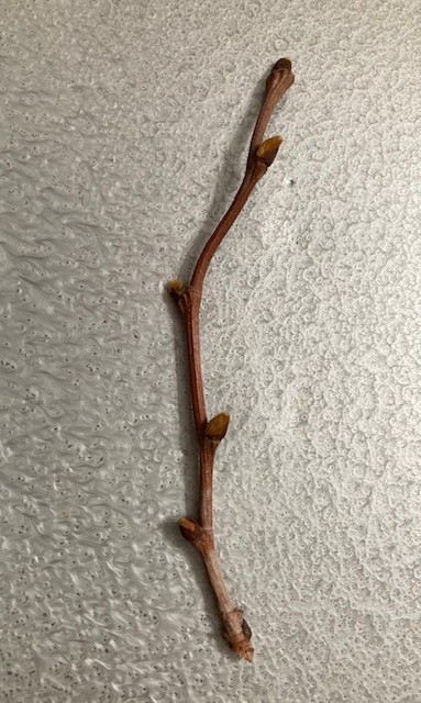 Click image for larger version

Name:	Isle of Kos, Hippocrates Tree.jpeg
Views:	1
Size:	94.8 KB
ID:	68024