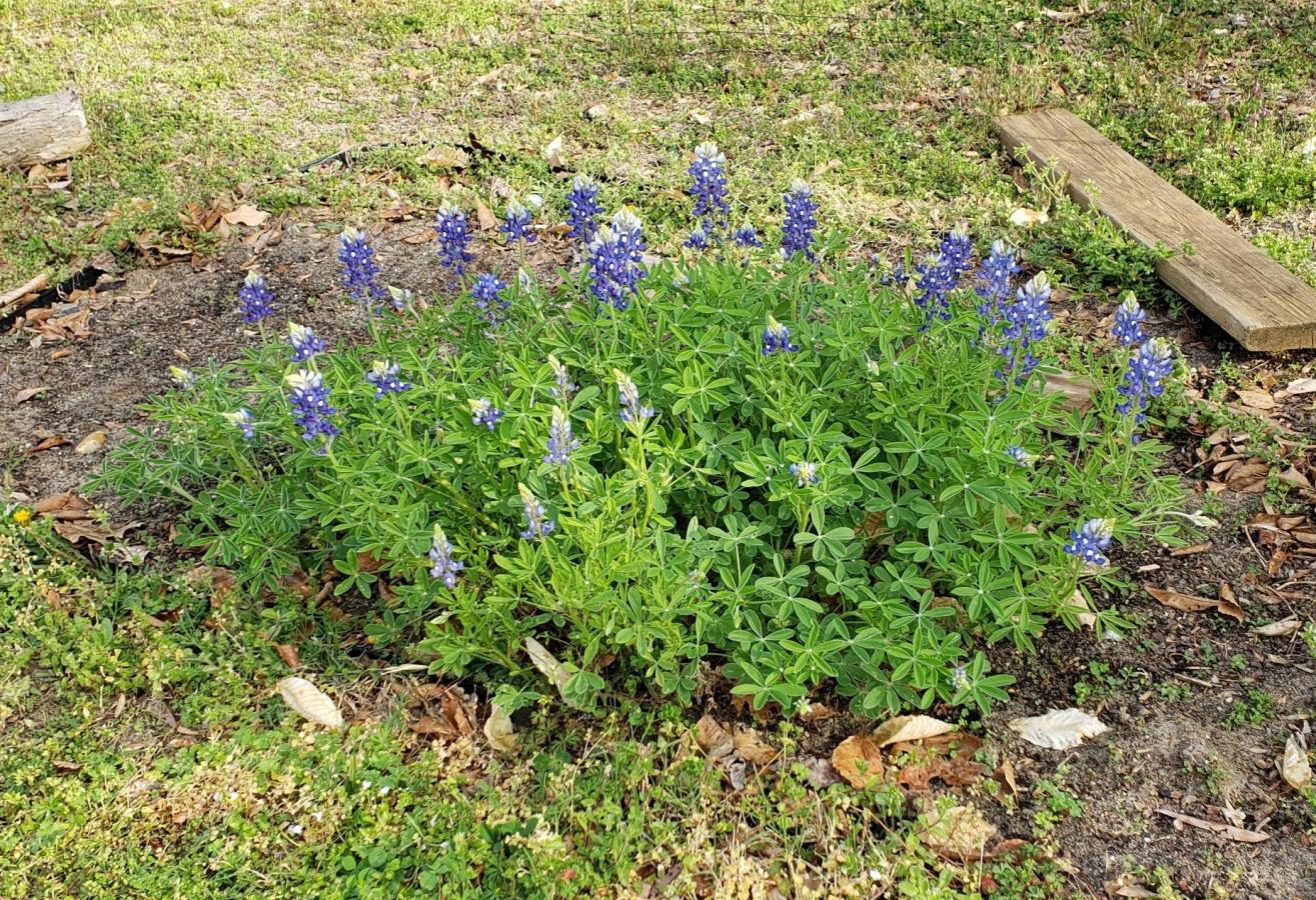Click image for larger version

Name:	bluebonnets.jpg
Views:	1
Size:	413.6 KB
ID:	68926