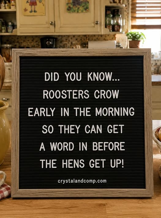 Click image for larger version

Name:	rooster.jpg
Views:	1
Size:	90.8 KB
ID:	69733