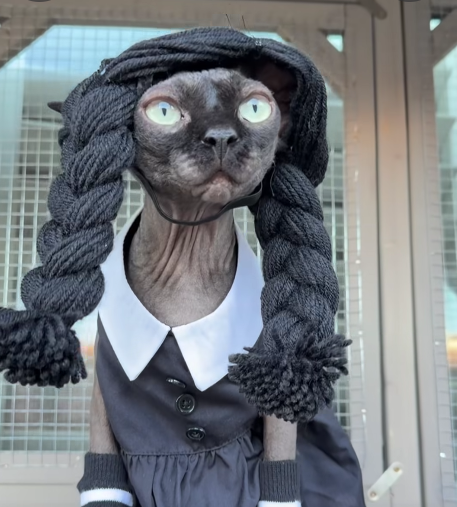 Click image for larger version

Name:	Wednesday Cat.png
Views:	1
Size:	371.3 KB
ID:	70656